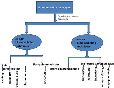 Can Phytoremediation Help Remove Oil from the Environment?