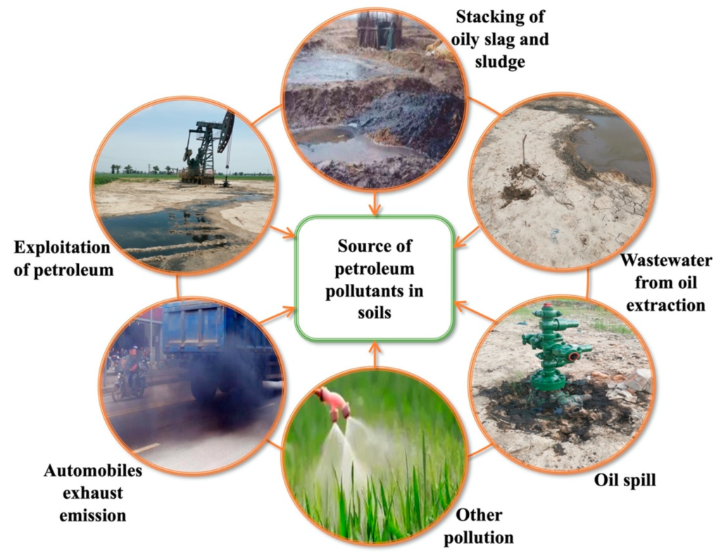 Can Plants Be Used for Bioremediation of Oil-Contaminated Soil?